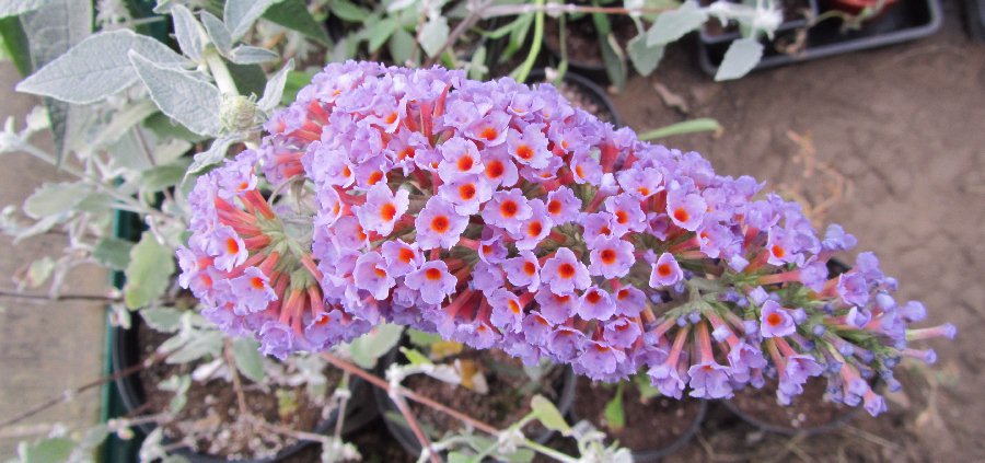 The Buddleja Garden - Buddleia Weyeriana