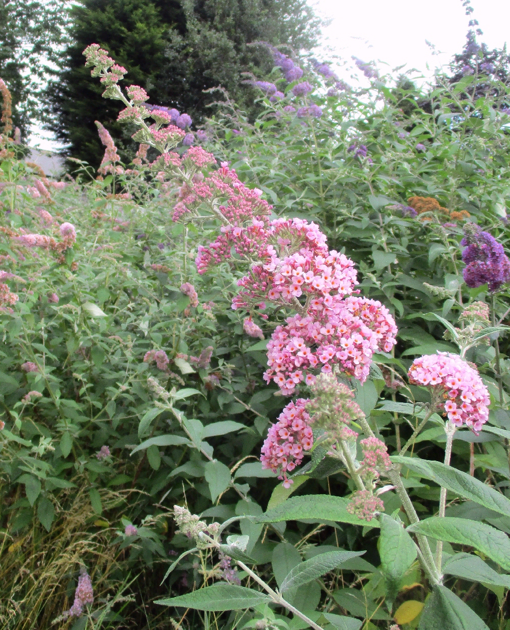 The Buddleja Garden Podaras Flutterby Hinebud